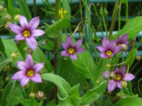 ニワゼキショウの花 北アメリカ原産の帰化植物で 明治中期に花卉として渡来し 全国に広く帰化しています しろうと自然科学者の自然観察日記 楽天ブログ