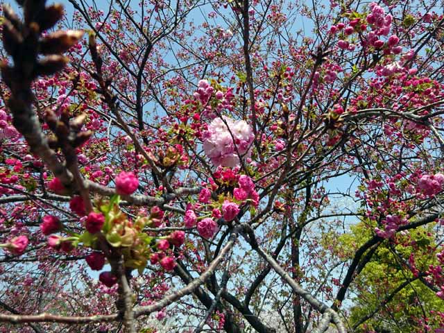 造幣局通り抜け (77).JPG