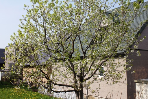 2013.5.27 サクランボ開花.JPG