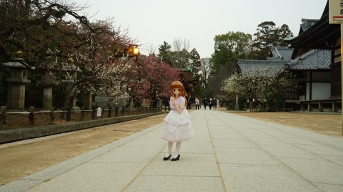 北野天満宮　梅まつり　陽菜ちゃん 北野天満宮　境内だよ.jpg