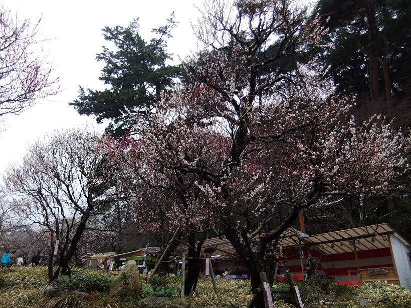 熱海梅園梅祭り２20120318 - コピー.JPG