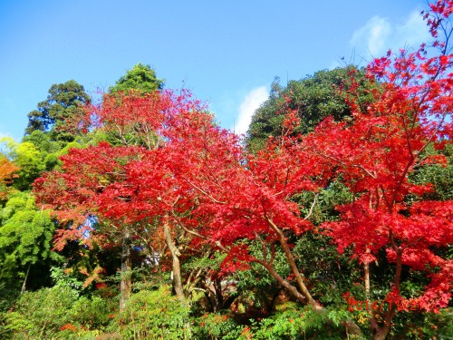 植物研究園 002.JPG