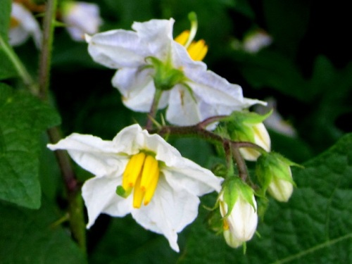 ナス科の植物で茎や葉に鋭い刺が多いワルナスビ 悪茄子 の花 団地周辺で見かける帰化植物 その 最終回 しろうと自然科学者の自然観察日記 楽天ブログ