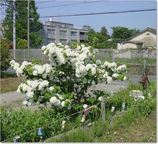 26花と井戸ポン