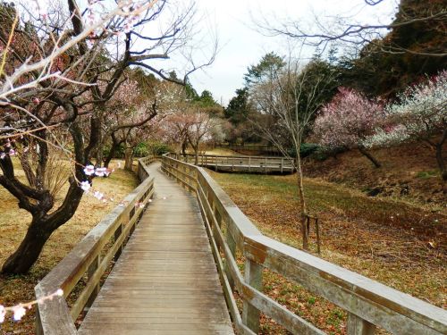 P3140242aa横浜 大池こども自然公園.jpg