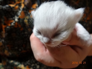 DSC04400 (300x225).jpg