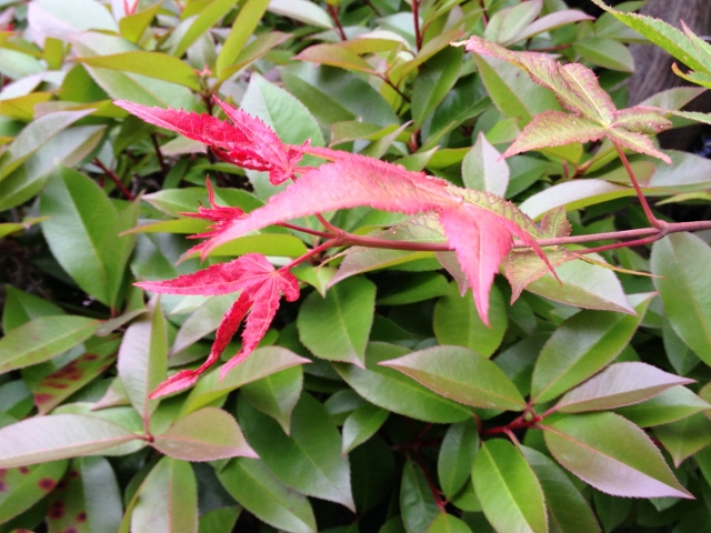 IMG_9195 (640x480).jpg