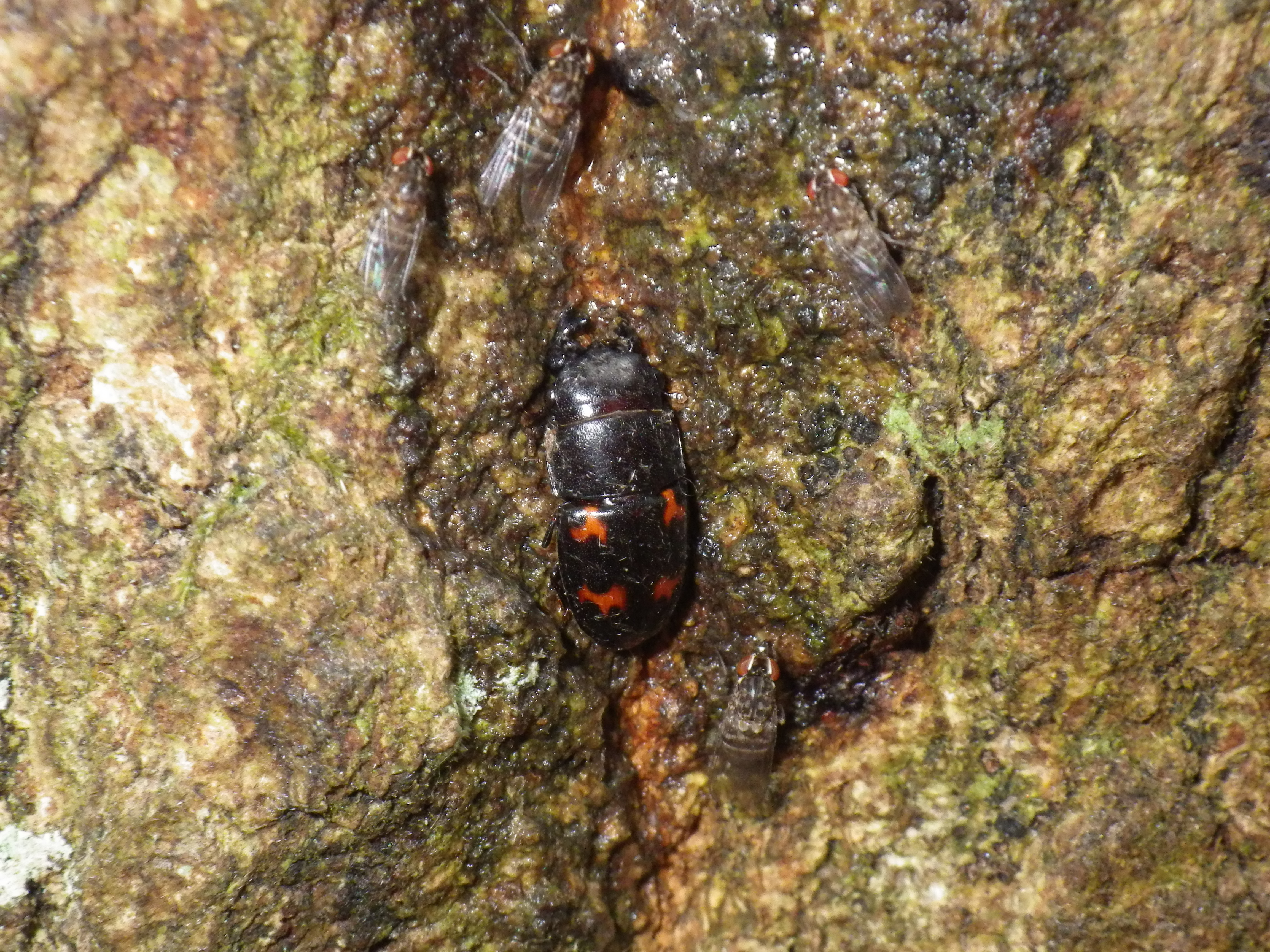 ヨツボシケシキスイ