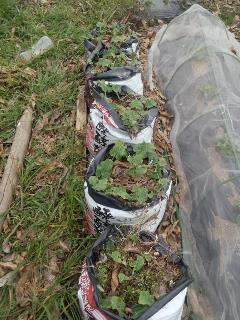 03秋まきゴボウの袋栽培