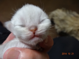 DSC04409 (300x225).jpg