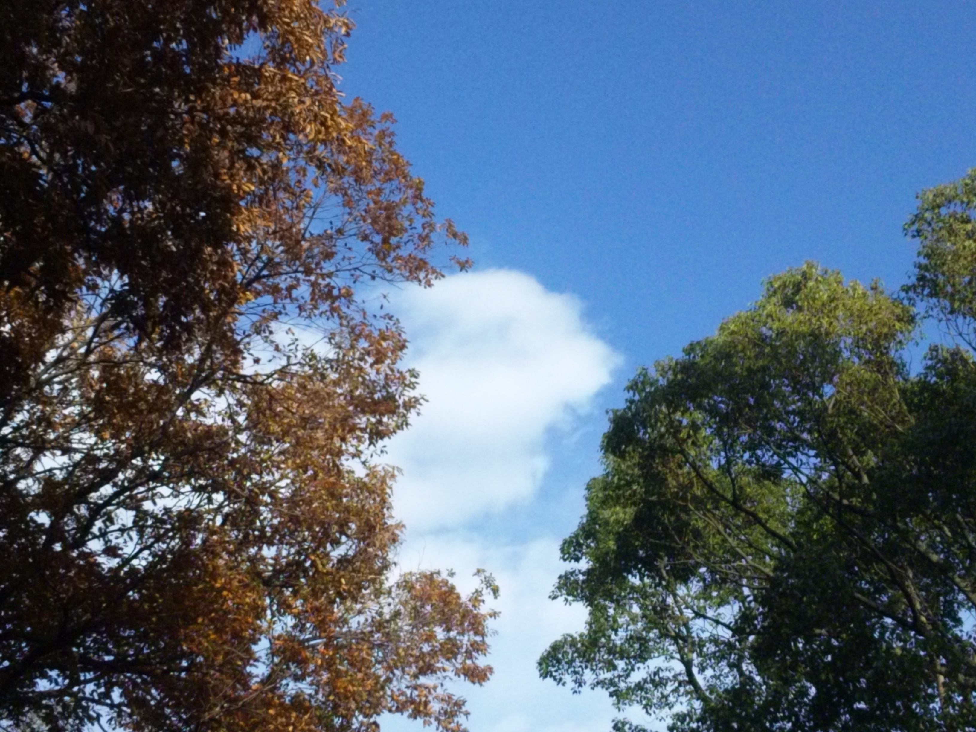 DVC00013  20121210.JPG