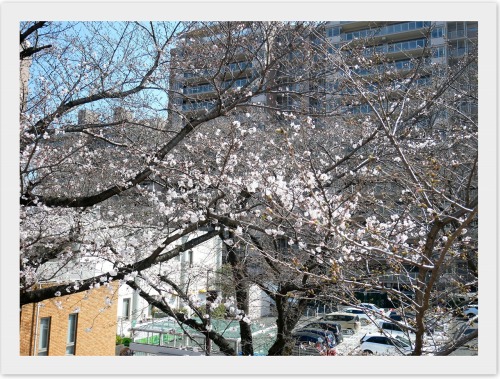 2023-03-16桜.jpg