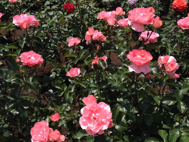 IMG_9054 (640x480).jpg