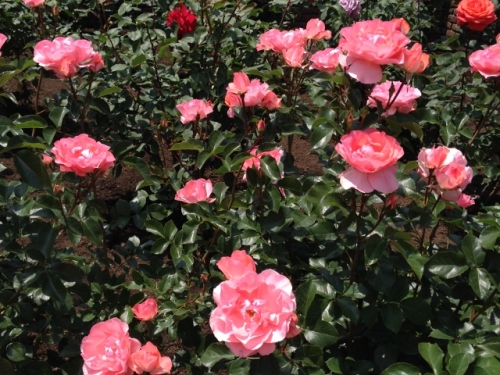 IMG_9054 (640x480).jpg