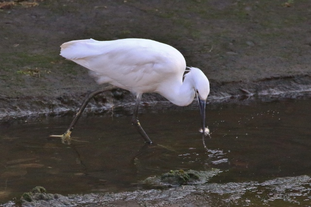 P95A7819 (640x426).jpg