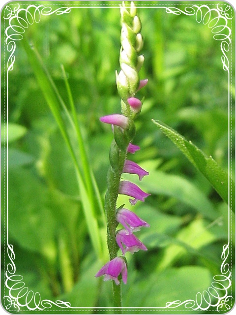 ネジバナ2015-07-02_08-10-13.JPG