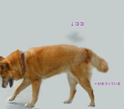 ashiwaruiinuaura.jpg