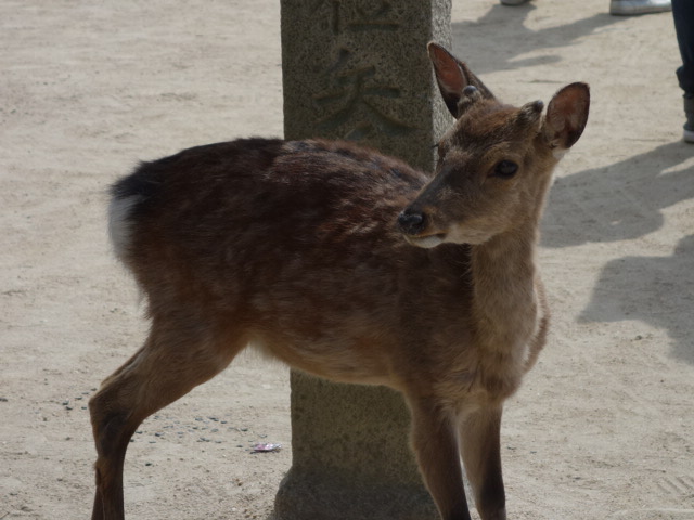 鹿さん.JPG