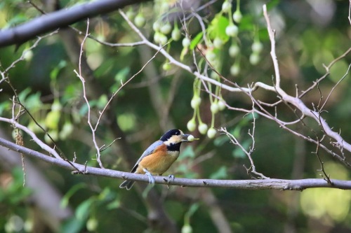 3E1A26562014ヤマガラ.JPG