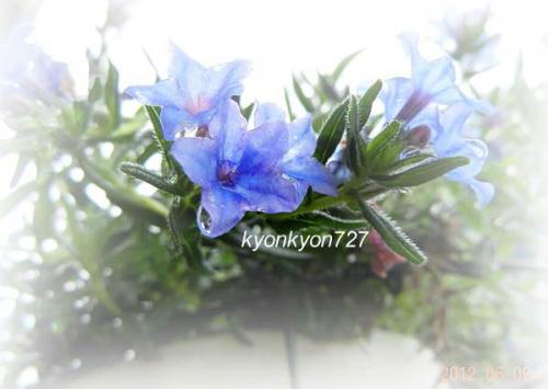 ミヤマホタルカズラ・ブルー4