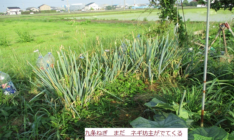 ねぎ.JPG