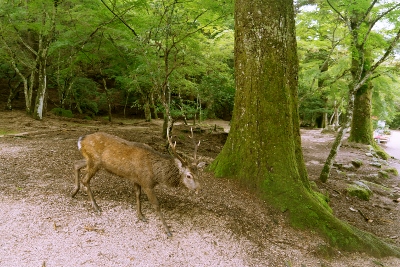 DSC01454 (400x267).jpg