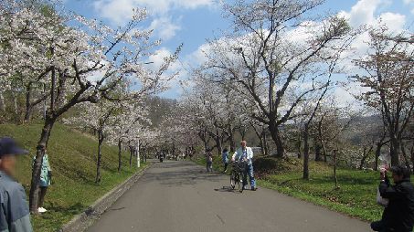 桜満開　新.jpg