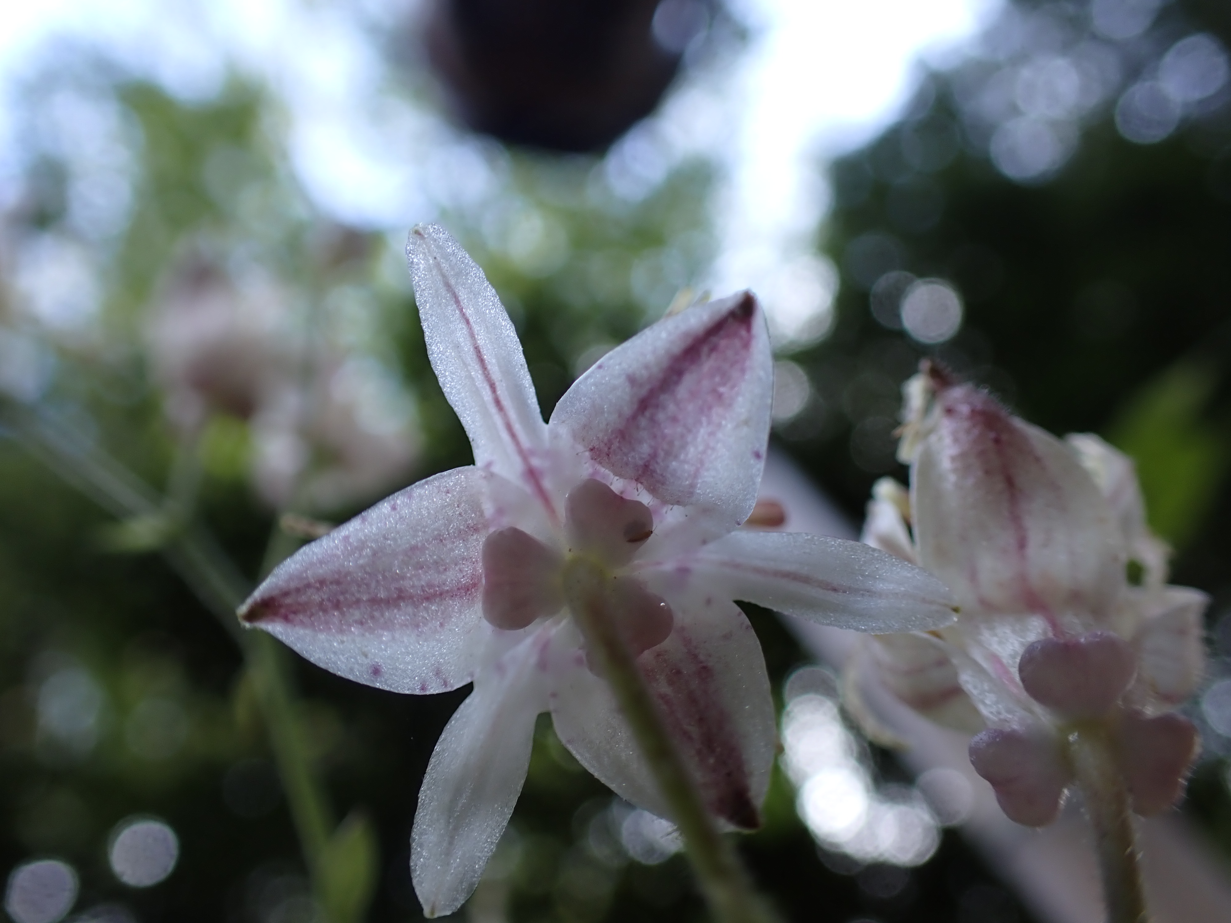 _A050233.JPG