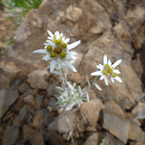 笠ケ岳の花201307096.jpg