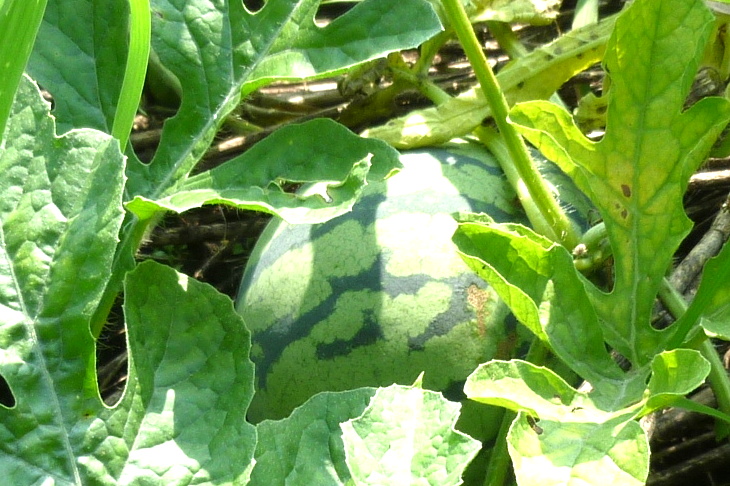 P1050862-001.JPG