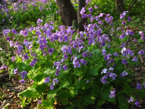 玉川上水の岸辺を紫色に染めるムラサキハナナの花 4月のウォーキングコースの植物 しろうと自然科学者の自然観察日記 楽天ブログ