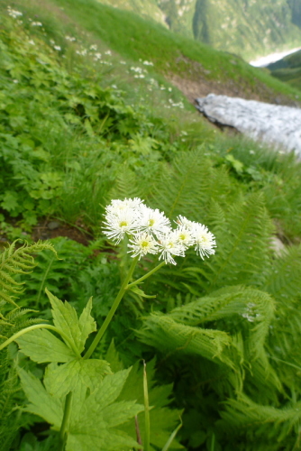 19飯豊連峰の花.jpg