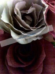 rose labelbox_20140101_231051.jpg
