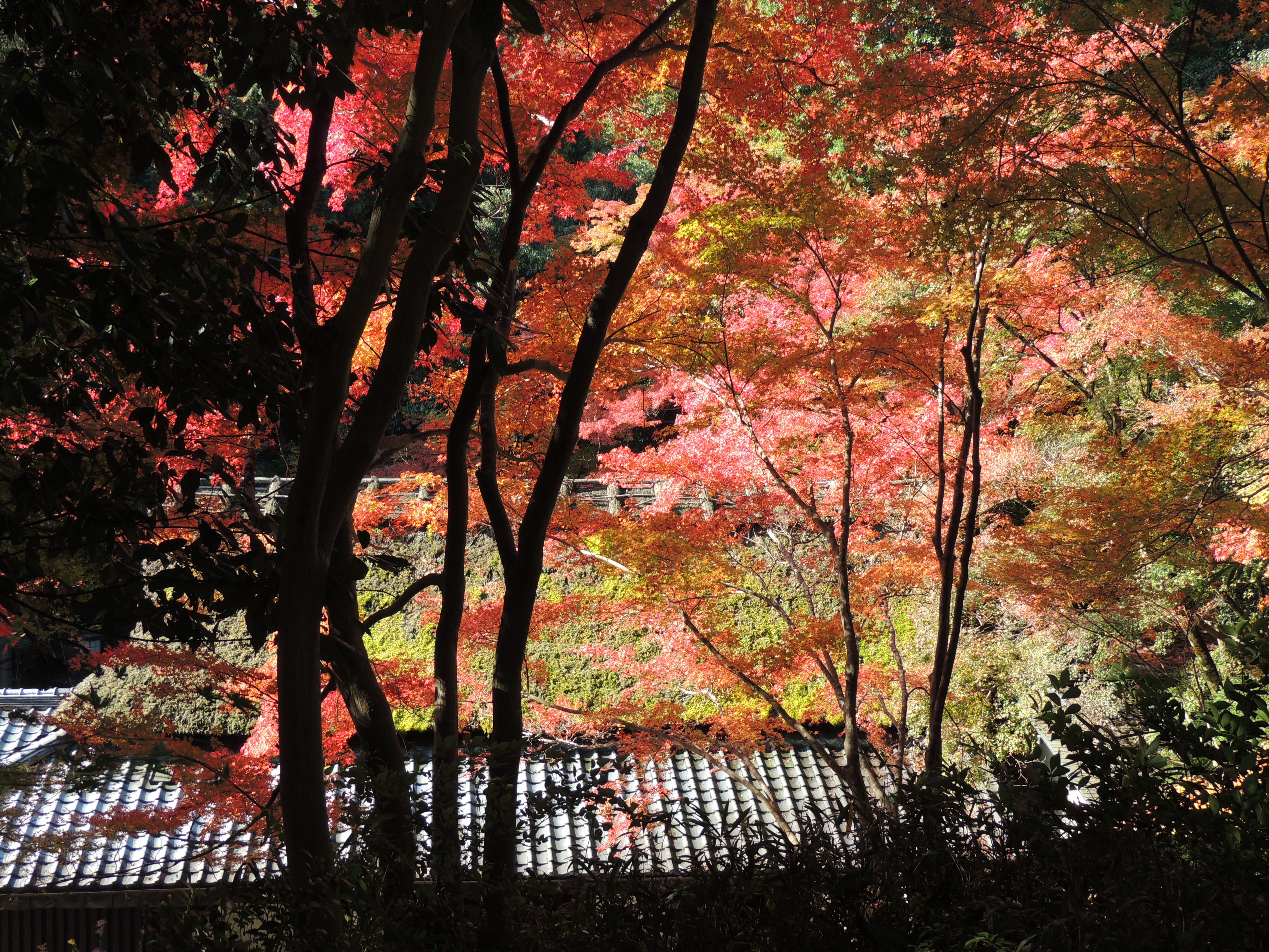 嵐山 022.JPG