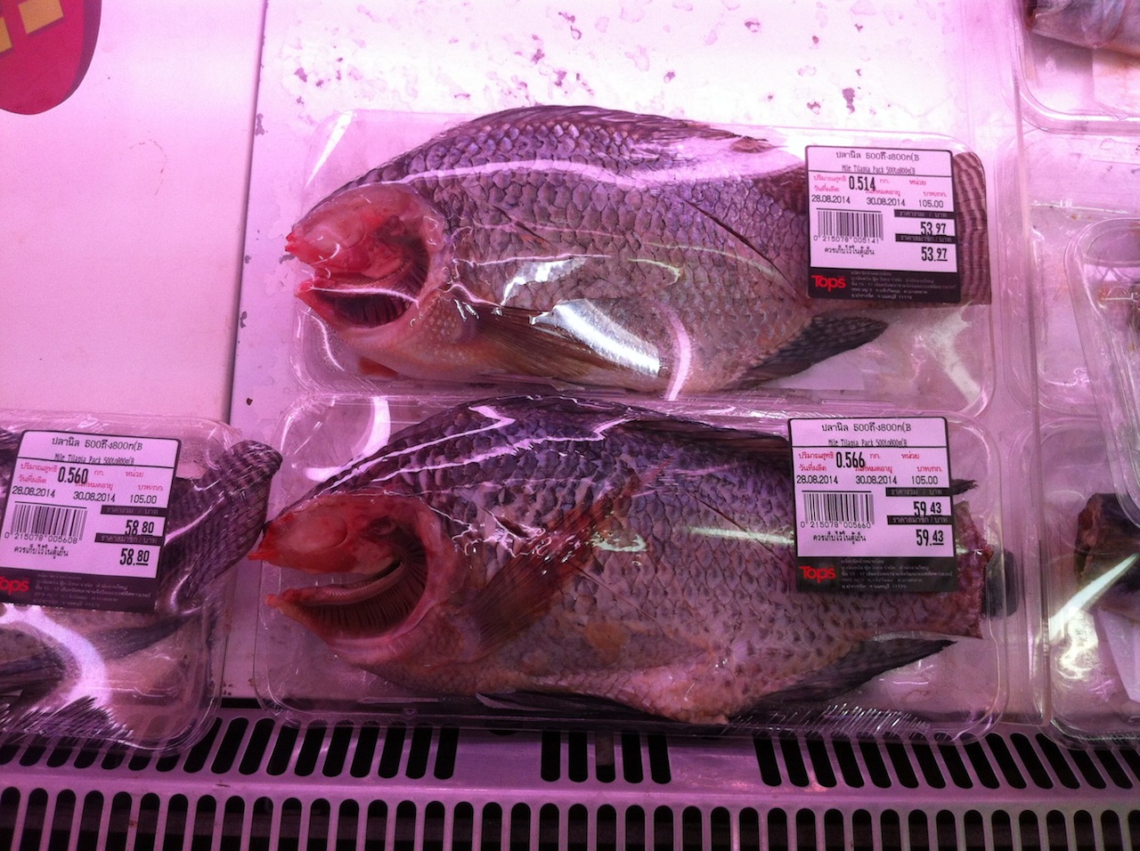20140829頭を取られた魚.jpg