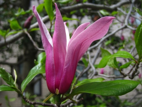 花が蓮に似ているので木蓮と呼ばれるようになったモクレンの花 自然観察の振返り 24 モクレン科の植物 第2回 しろうと自然科学者の自然観察日記 楽天ブログ