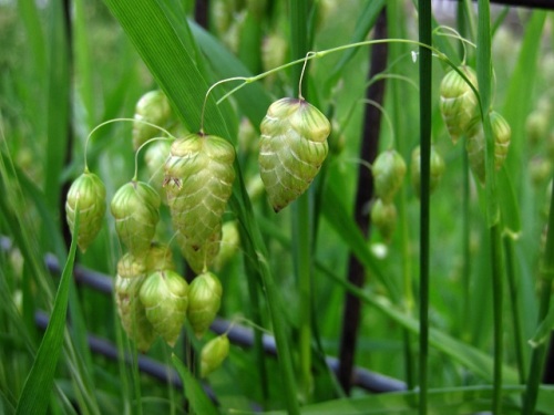 道端などで咲いているコバンソウの花 4月のウォーキングコースの植物 しろうと自然科学者の自然観察日記 楽天ブログ