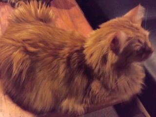 しゃがむキャメル毛長猫
