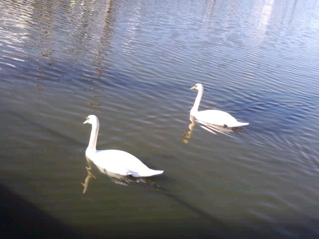 白鳥2羽