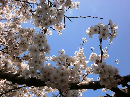 桜３.jpg