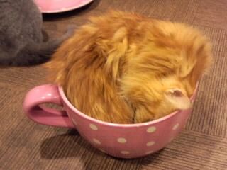 カップに収まる毛長猫