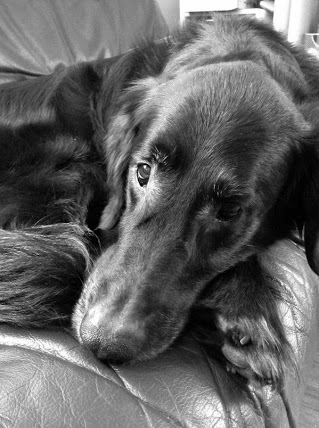 2013-03-31 ,バニラ眼差し黒.jpg