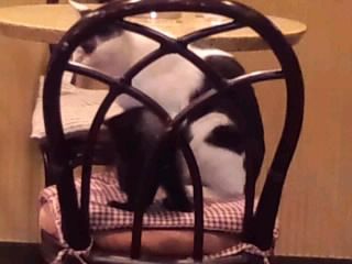 椅子に親子猫
