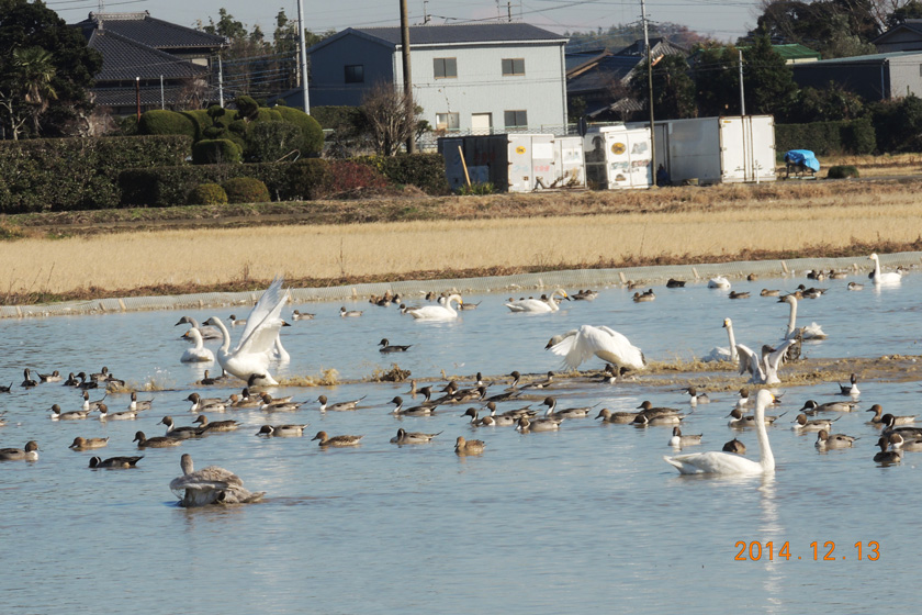白鳥　26,12-023w.jpg