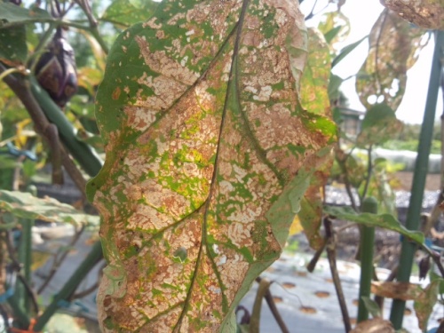 ナスの葉がテントウムシダマシでボロボロなので思い切って更新摘葉しました 家庭菜園デザインノート 楽天ブログ