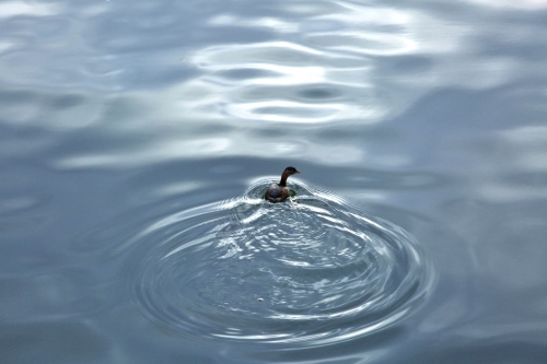 B97A6447 (1024x683).jpg