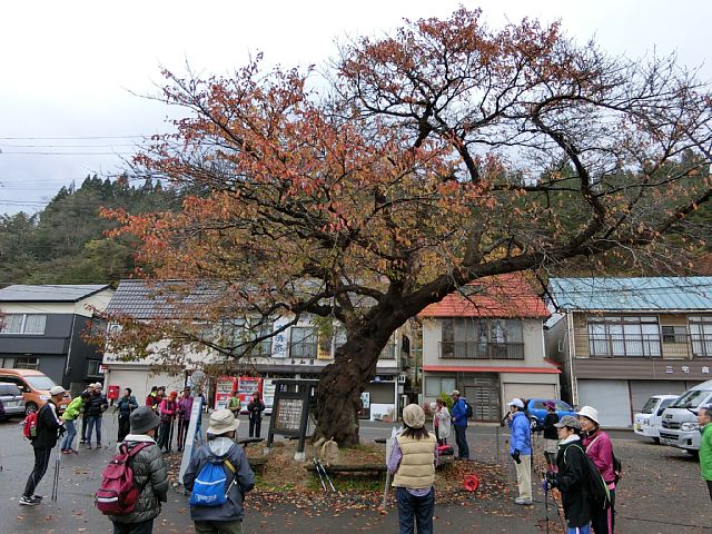 大桜.jpg