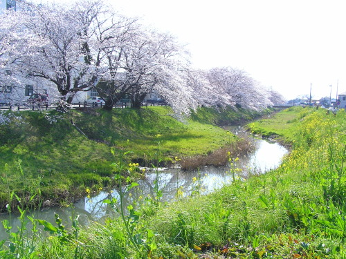 お花見 08.JPG