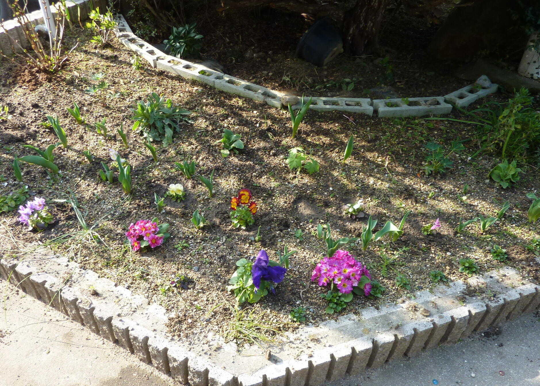 130317-sumire-7.jpg