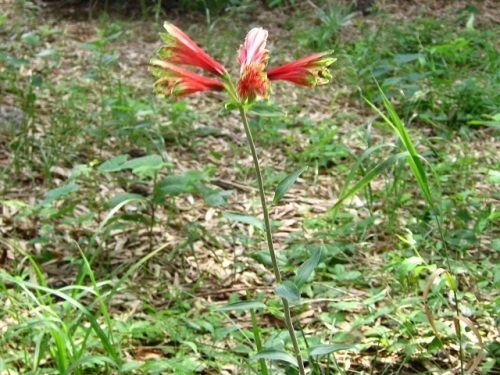 花の特徴が百合にも水仙にも似ているユリズイセンの花 自然観察の振返り 10 ユリ科 旧ユリ科 ユリズイセン科 の植物 第15回 番外編 しろうと自然科学者の自然観察日記 楽天ブログ